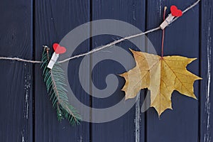 Autumn maple leaves and fir branch on a clothes line