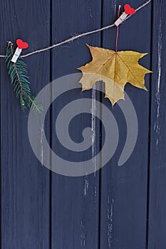 Autumn maple leaves and fir branch on a clothes line