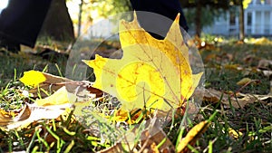 Autumn maple leaves on the grass. Woman walk kicking the fallen leaves on the ground