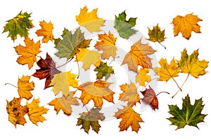 Autumn maple leaves. Isolate on white background