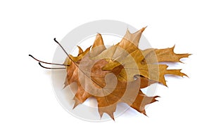 Autumn maple leaves isolated on white background