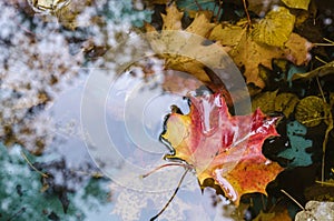 Autumn maple leaves. the leaf of the maplelies on the pond`s water surface