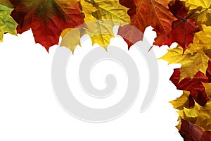 Autumn maple leaves lie on a white background with place for text photo