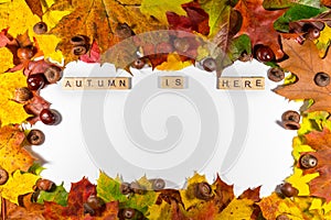 Autumn maple leaves over white background with Autumn is here text. Copy space for message