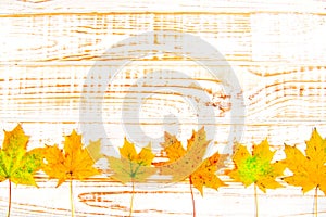 Autumn maple leaves over wooden white background