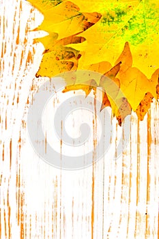 Autumn maple leaves over wooden white background with copy space