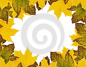 Autumn maple leaves in a seasonal frame isolated on white