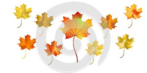 Autumn maple leaves set on white