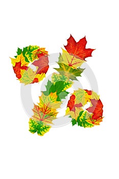 Autumn maple Leaves in the shape of percent