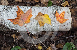 Autumn maple leaves sitting on birch log