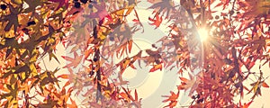 Autumn maple leaves with sunbeam, forest in autumn, vintage process