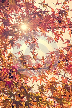 Autumn maple leaves with sunbeam, forest in autumn, vintage process