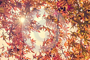 Autumn maple leaves with sunbeam, looking up in a forest in autumn