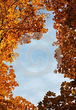 Autumn maple leaves in sunlight against blue cloudy sky