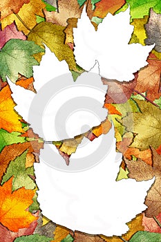 Autumn maple leaves with white leaf spaces photo