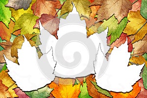 Autumn maple leaves with white leaf spaces