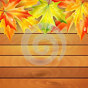 Autumn maple leaves and wooden planks