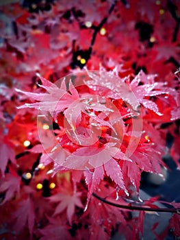 Autumn Maple Leaves with yellow lights