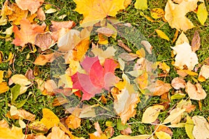 Autumn maple leaves yellow red fallen on green grass background flora base bright