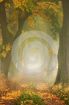 Autumn maple oak alley in the fog.