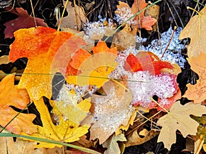 Autumn Maple and Oak Fall Leaves Close Up on the Forest Floor on the Rose Canyon Yellow Fork and Big Rock Trail in Oquirrh Mountai