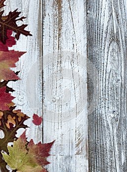 Autumn maple and oak leaves over white rustic wood background