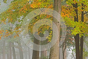 Autumn Maple and Oaks