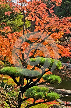 Autumn Maple and Pine Tree in Japanese Garden