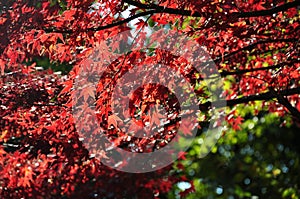 Autumn Maple Red Leaves Under Sunligt in Ueno Park Tokyo