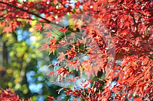 Autumn Maple Red Leaves Under Sunligt in Ueno Park Tokyo