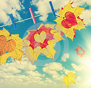 Autumn maple red and yellow leaves with love hearts hanged by clothespins on the clothesline against on sky background