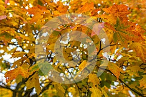 Autumn maple tree foliage. Yellow, orange and red colorful leaves background. Selective soft focus