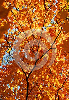 Autumn, maple tree, golden leaves