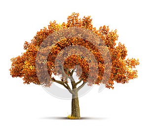 Autumn maple tree isolated