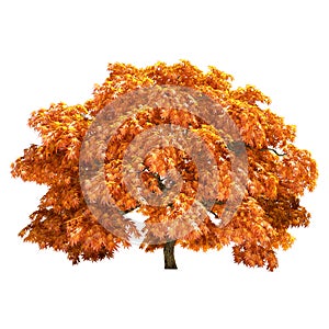 Autumn Maple Tree Isolated