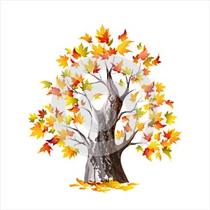 Autumn maple tree isolated on a white background