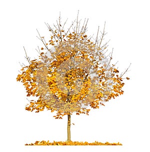 Autumn maple tree isolated  on white background
