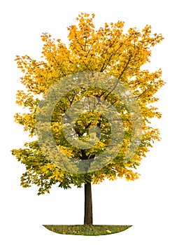 Autumn maple tree isolated white background Yellow autumnal leaves