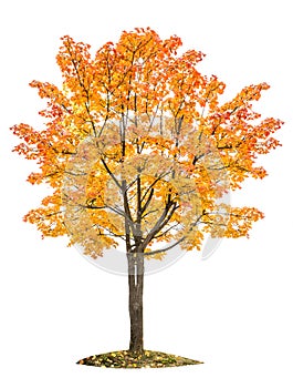 Autumn maple tree isolated white background Yellow red green leaves