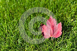 Autumn maple tree leaf on green grass, top view. Fallen red leaf on green lawn, natural background. Fall season concept. Autumn