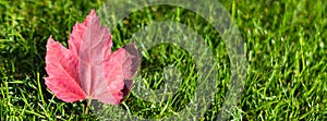 Autumn maple tree leaf on green grass, top view. Fallen red leaf on green lawn, natural background. Fall season concept. Autumn