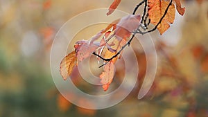 Autumn maple tree leaves