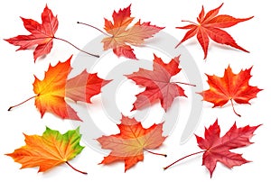 Autumn maple tree leaves of vibrant colors, collection isolated on white. Generative AI realistic illustration