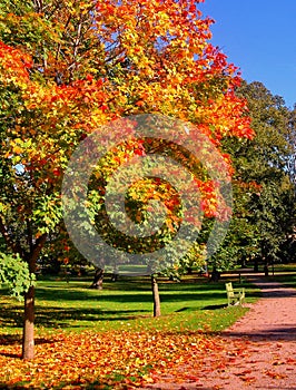 Autumn maple trees in fall city park