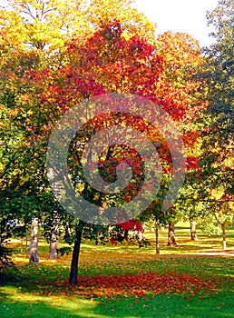 Autumn maple trees in fall city park