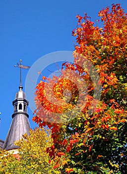 Autumn maple trees in fall city park