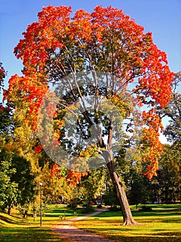 Autumn maple trees in fall city park