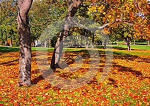 Autumn maple trees in fall city park