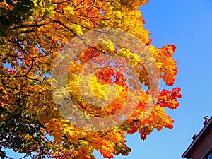 Autumn maple trees in fall city park