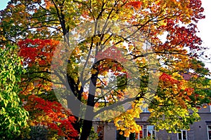 Autumn maple trees in fall city park